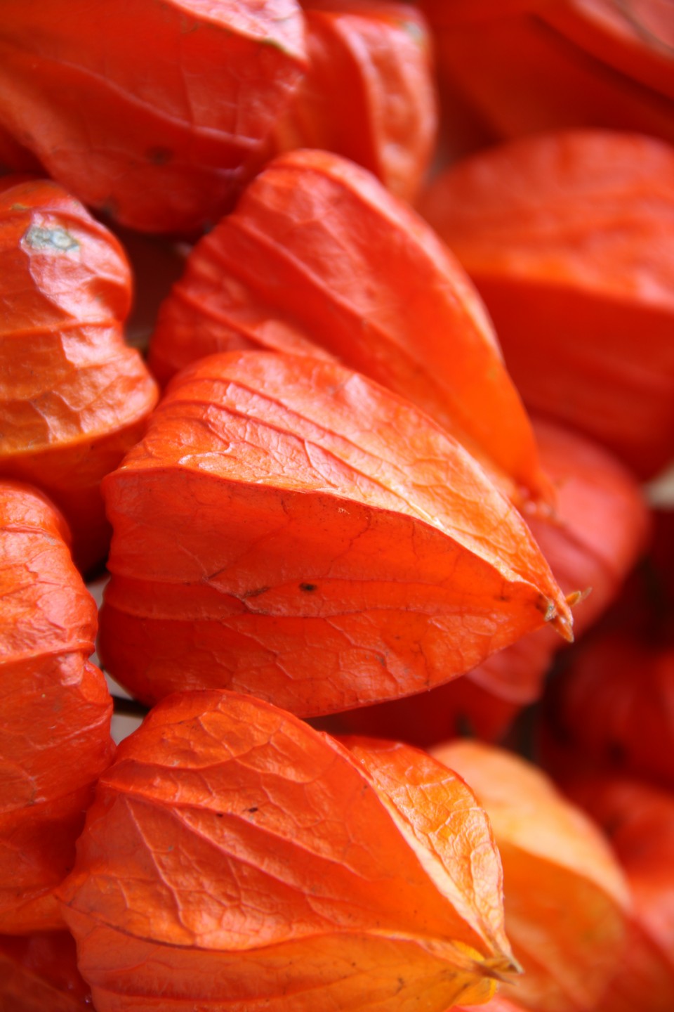 红姑娘的功效与作用 红姑娘泡水喝的功效-徐拾记官网