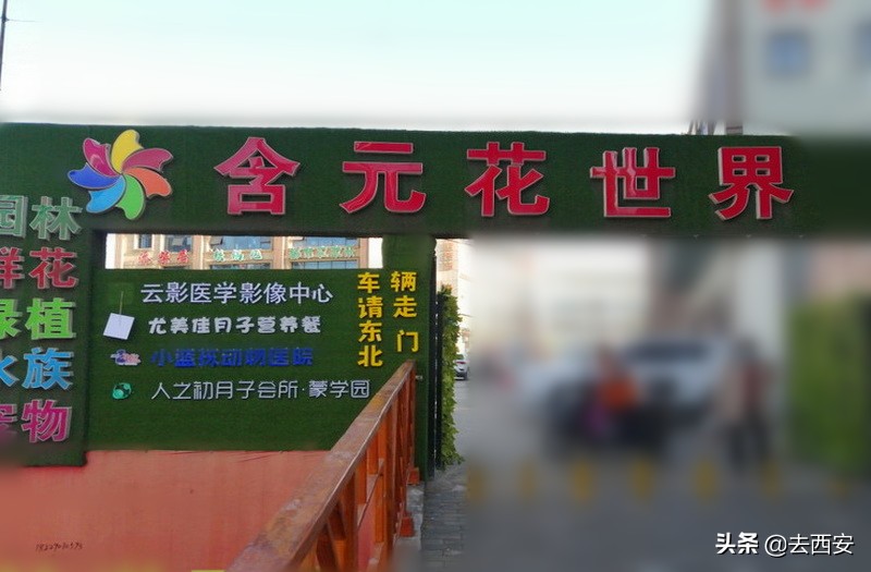 新春买花去哪里？十元能买一堆多肉植物，看看西安这6大花卉市场