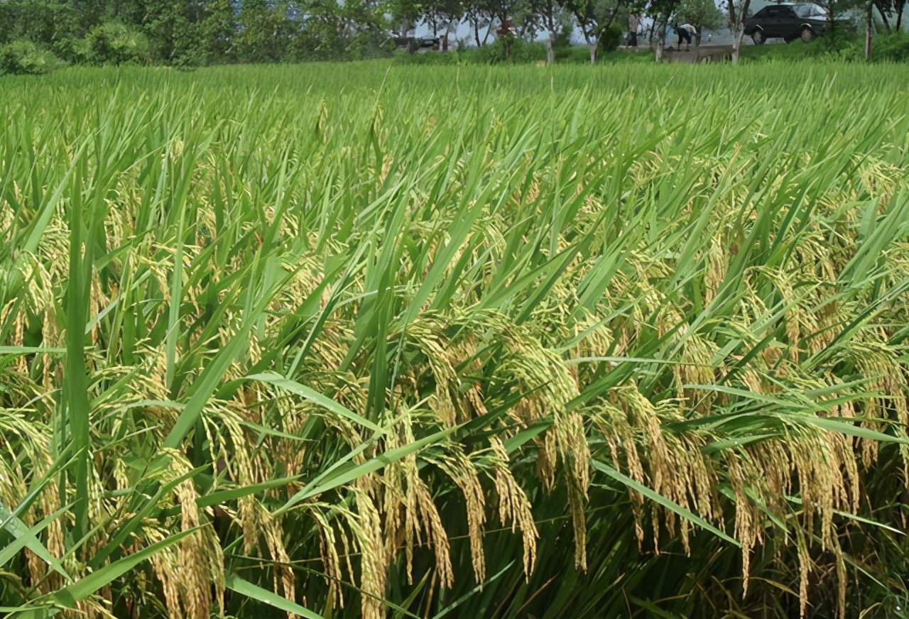 水稻种植技术介绍（水稻栽培每个步骤都要细心去管理）