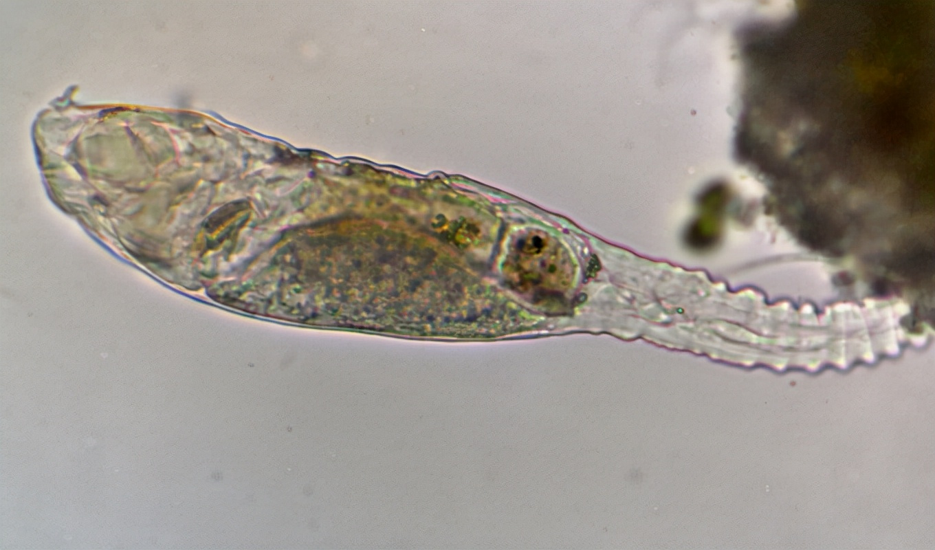 北极发现“永生”生物，已经2.4万岁，还能进行自我克隆