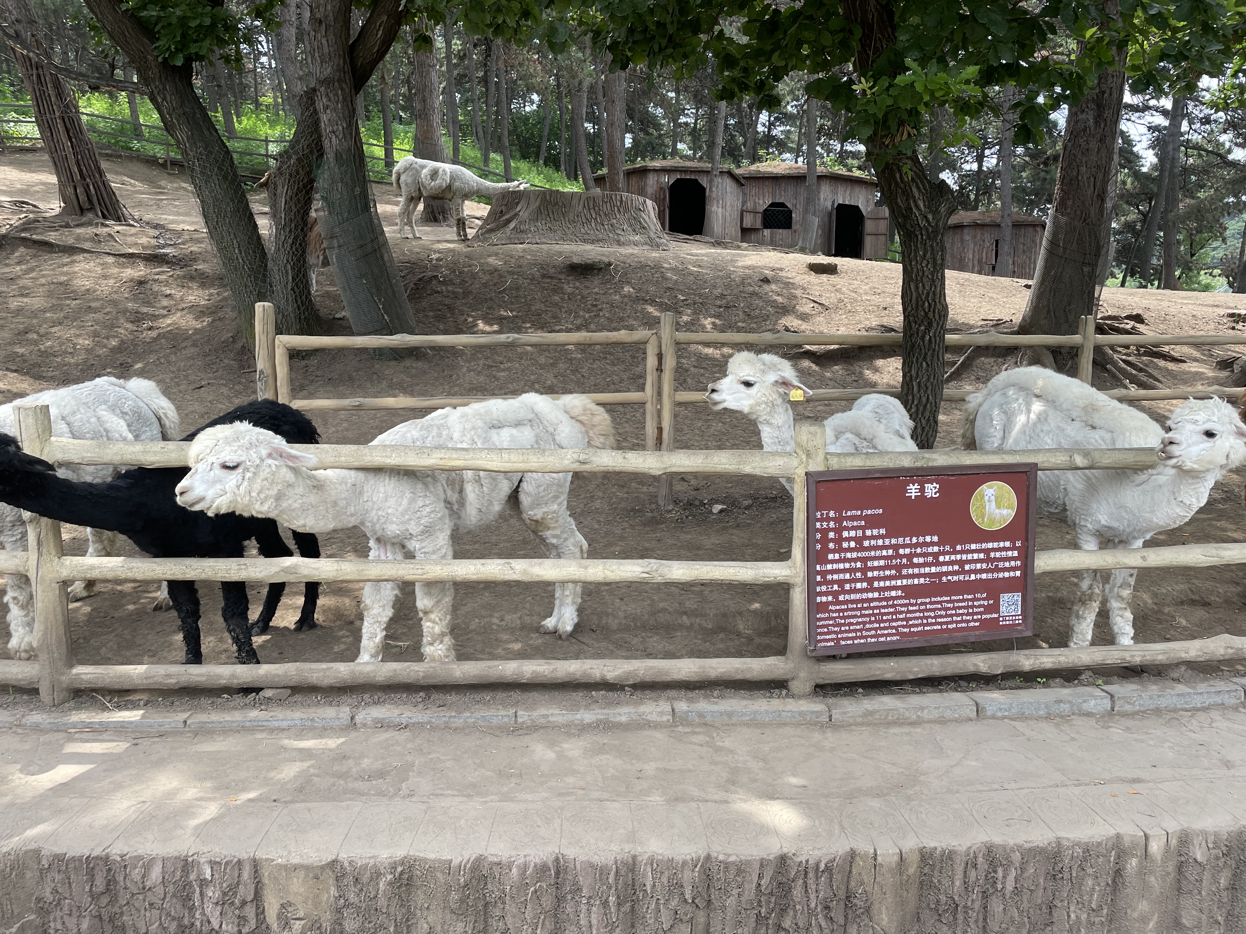 盛夏游沈阳森林动物园