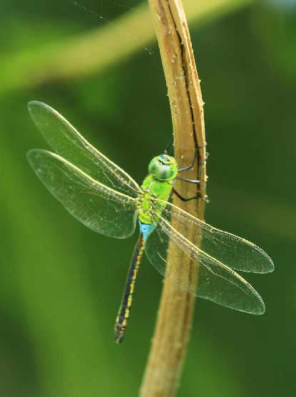 他8年拍了30多种蜻蜓,一大波蜻蜓萌照来袭