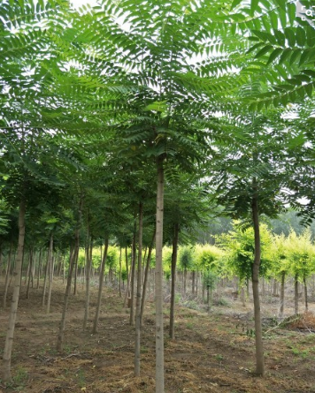 30年的臭椿树值多少钱(农村生长的) - 价格百科