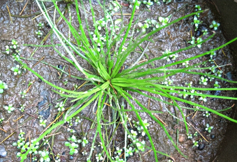 中华水韭简介（不起眼的农村植物竟是一级保护植物）