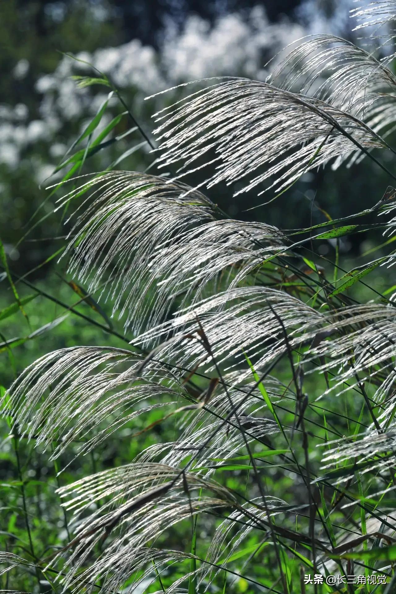 秋韵湖州，芦花飞扬：一场不容错过的诗意之旅