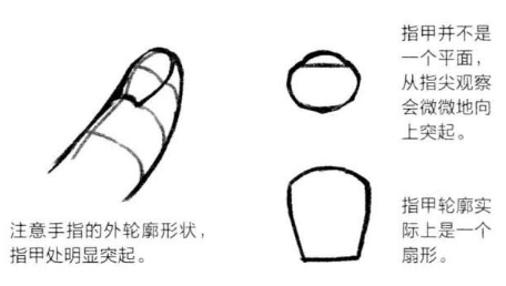 基础漫画入门-手部画法的解剖