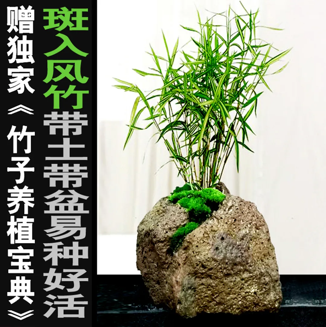 怎样才能养好盆栽小竹子呢?