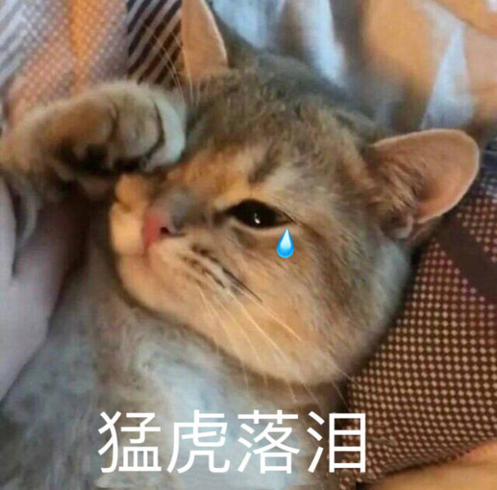 猫咪眼睛流泪过多是什么原因导致的