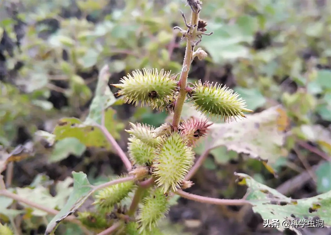 苍耳