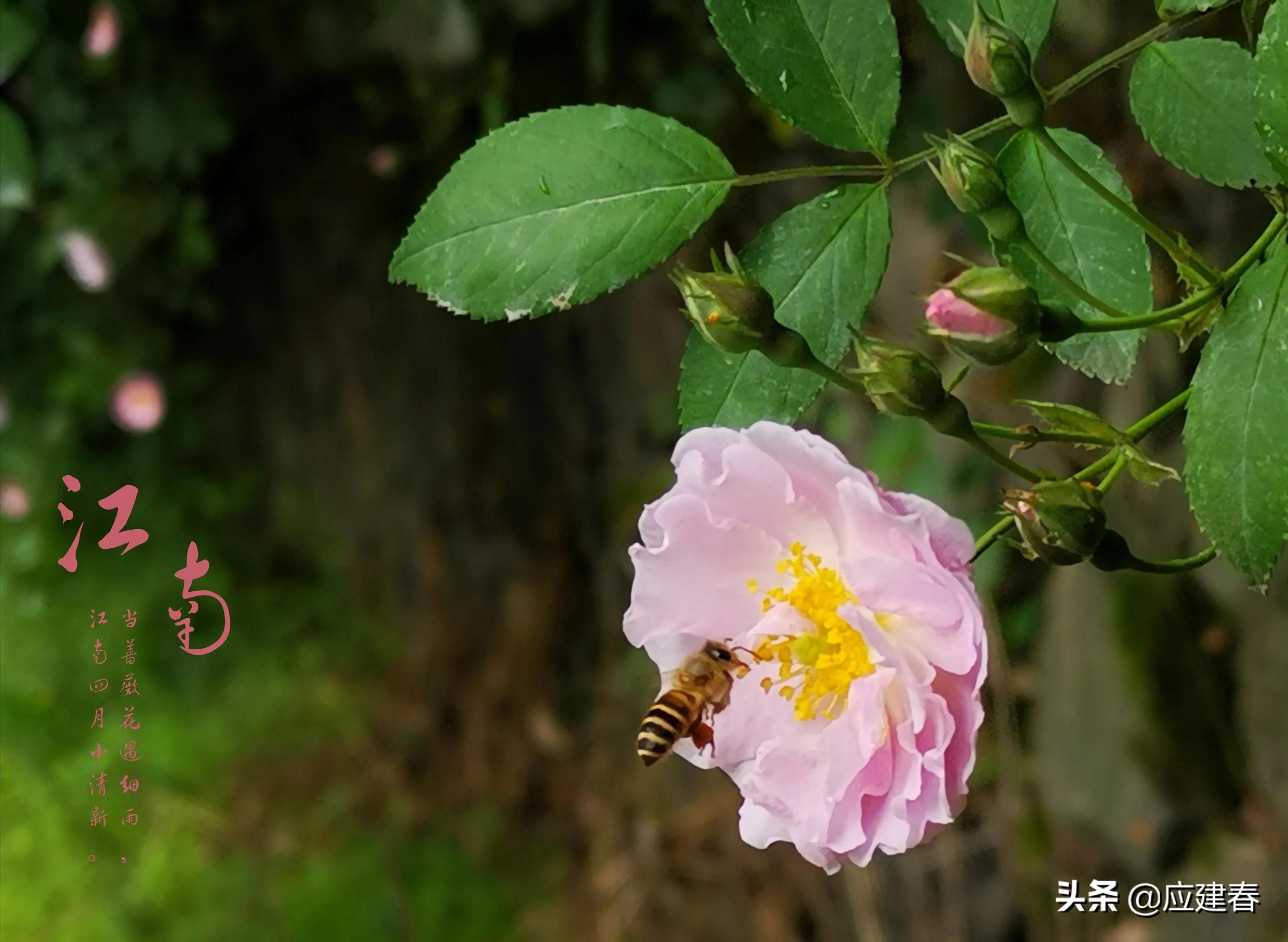 「散文」当蔷薇花遇细雨，江南四月小清新