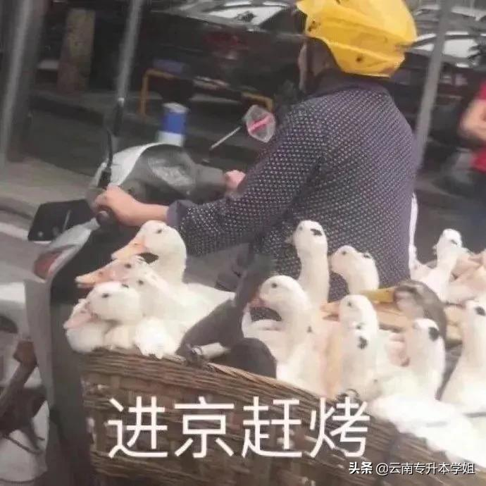 「专业解读⑧」草率了！录取率仅有27％，竟然还有那么多人报考