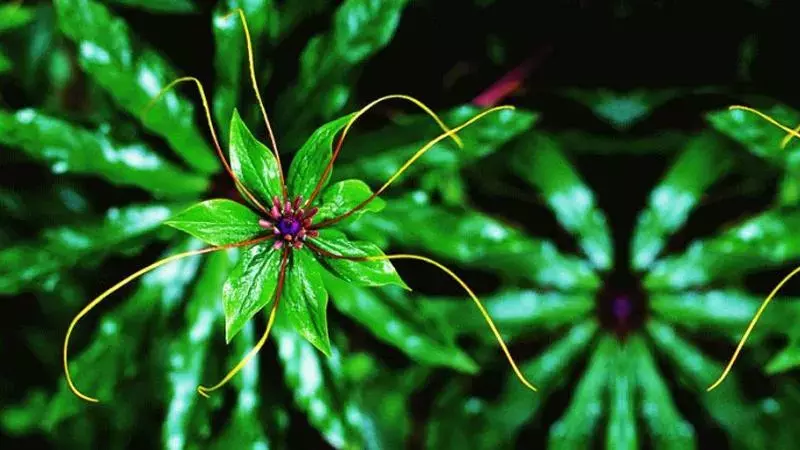 500元/斤,从武侠小说里走出来的植物——七叶一枝花