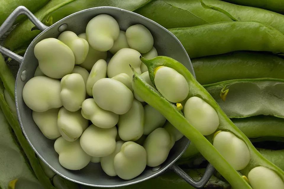 豆角是四季豆吗(中国豆类大全名称及图片介绍)