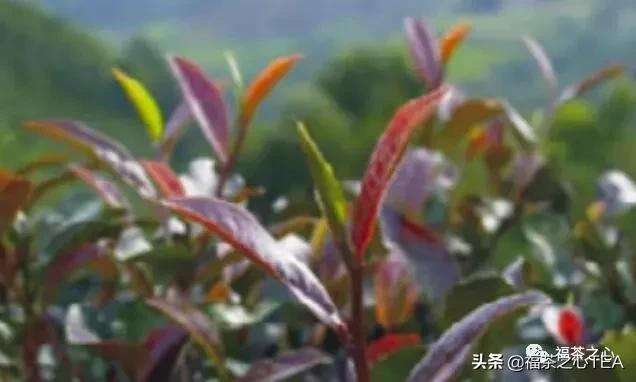 福建之茶 | 大红袍的鼎鼎大名是这样来的