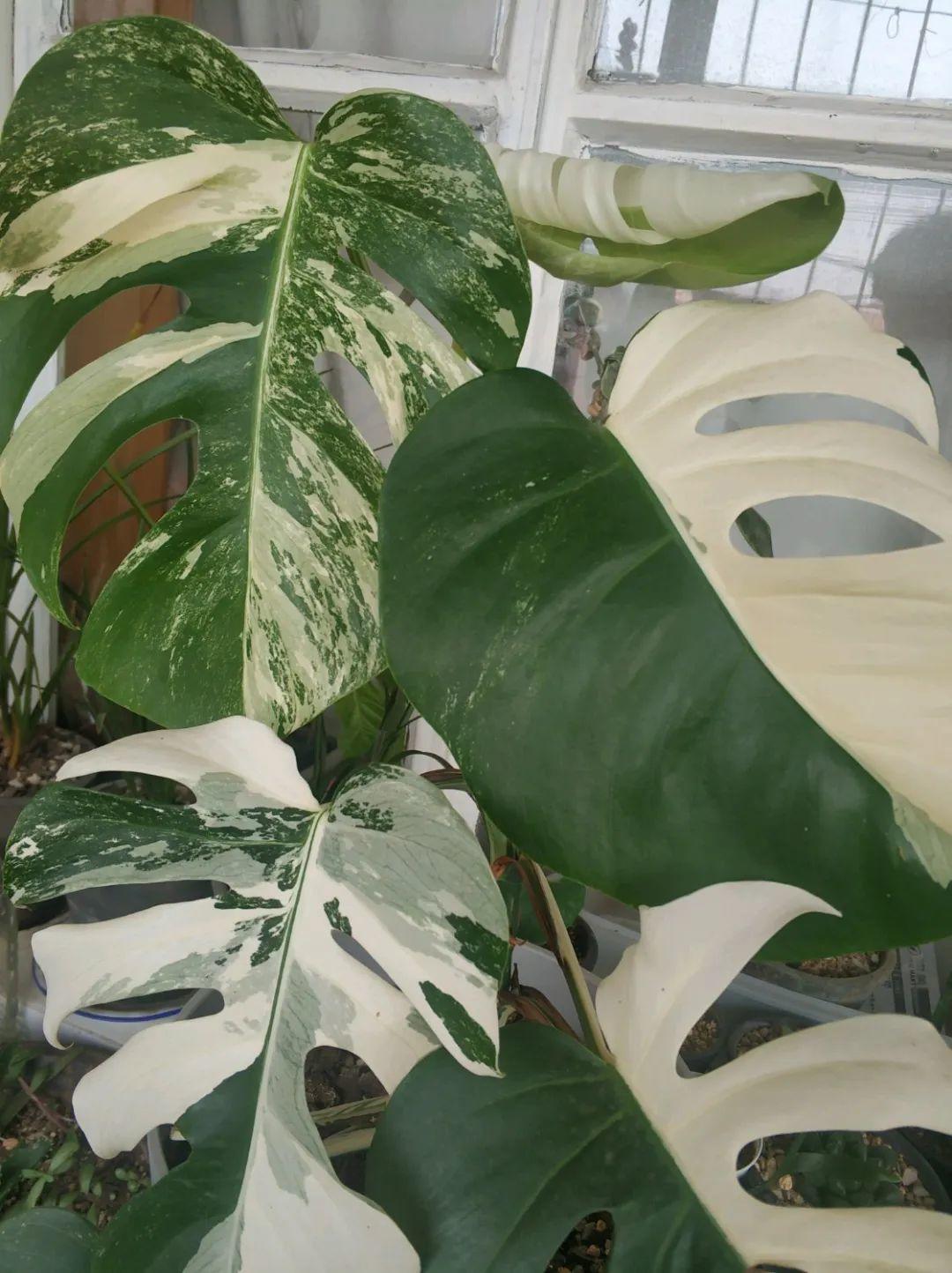 有的花友一盆龟背竹,竟然一边是花叶锦,一边是阴阳锦,而且两边是对称