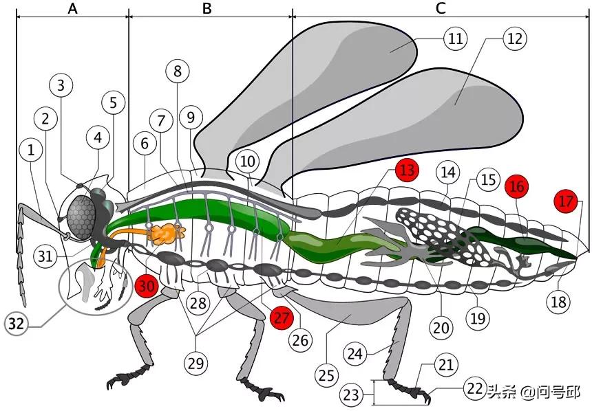 昆虫的体内结构:体型虽小,五脏俱全;系统复杂,超乎想象