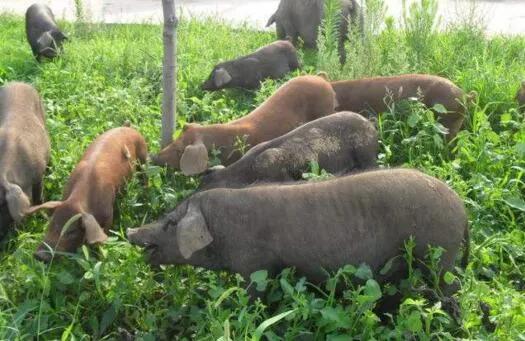 黑龙江今日猪肉价格是多少，黑龙江今日鲜猪肉价格表