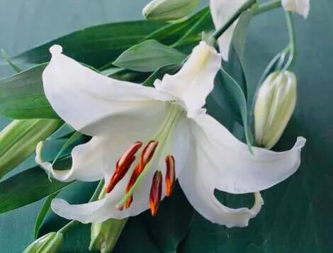 疫情·考场佳作《说谎的百合》月色敞怀吻百合，百合探头迎月色