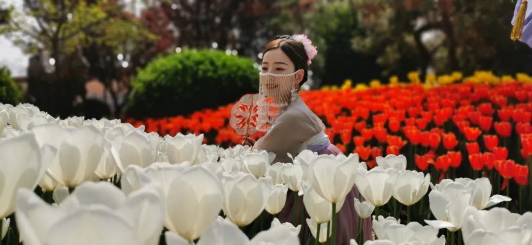 诗词中亭亭玉立的郁金香