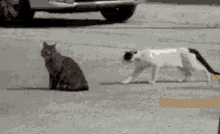 猫咪不是爱互殴就是乱咬人？盘点14种攻击行为的解决对策