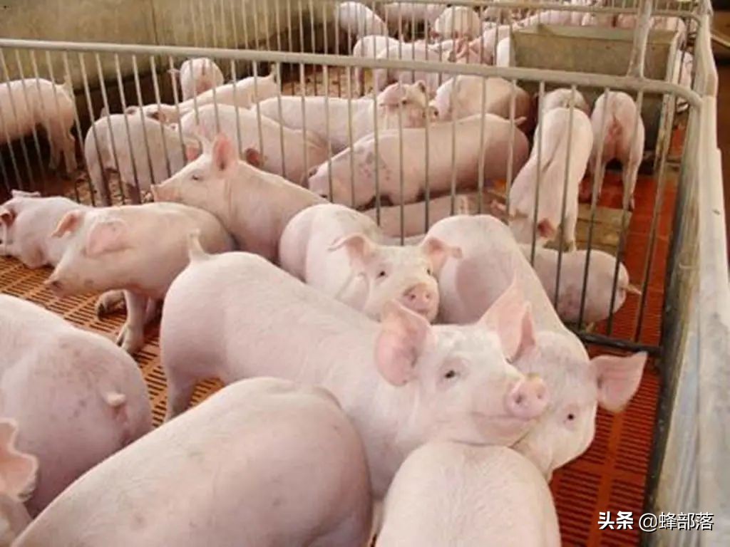 今日猪价大涨，饲料销量减半，进口冻肉激增会不会导致猪价下跌？