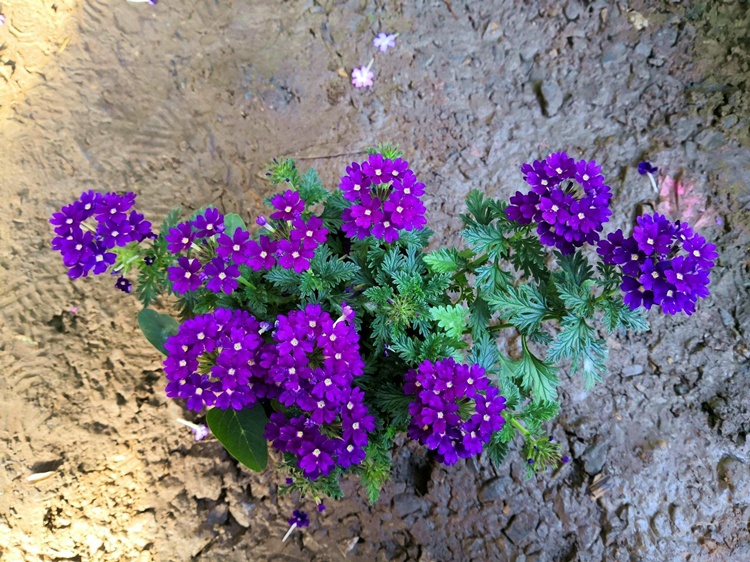 紫色小花有哪些（图文鉴赏6种常见的紫色花卉）