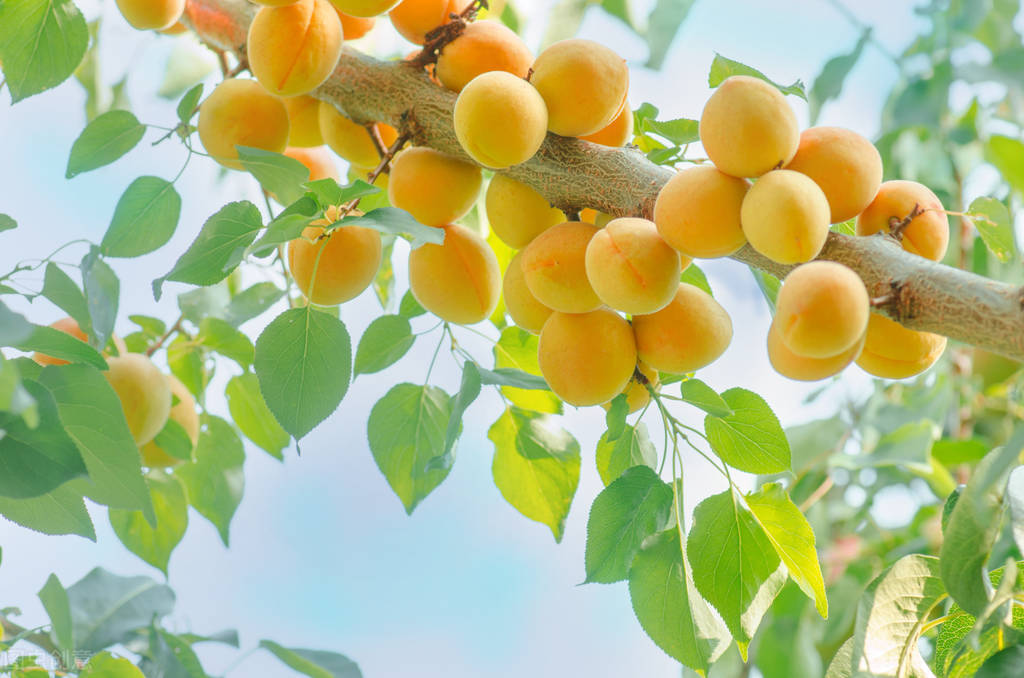 上市一个月大跌85%，产地9毛一斤，比荔枝还难，黄杏咋了