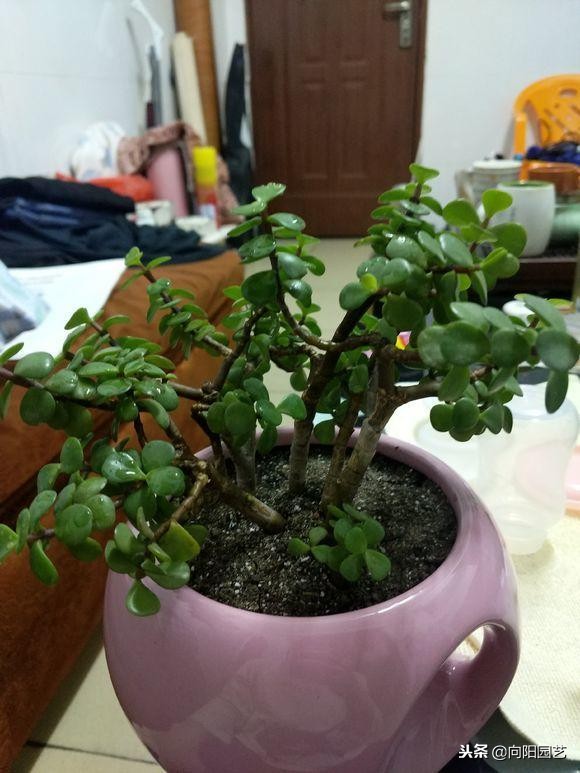 家里就养这“4种”植物，既能成招财旺运，又能养成精致盆景