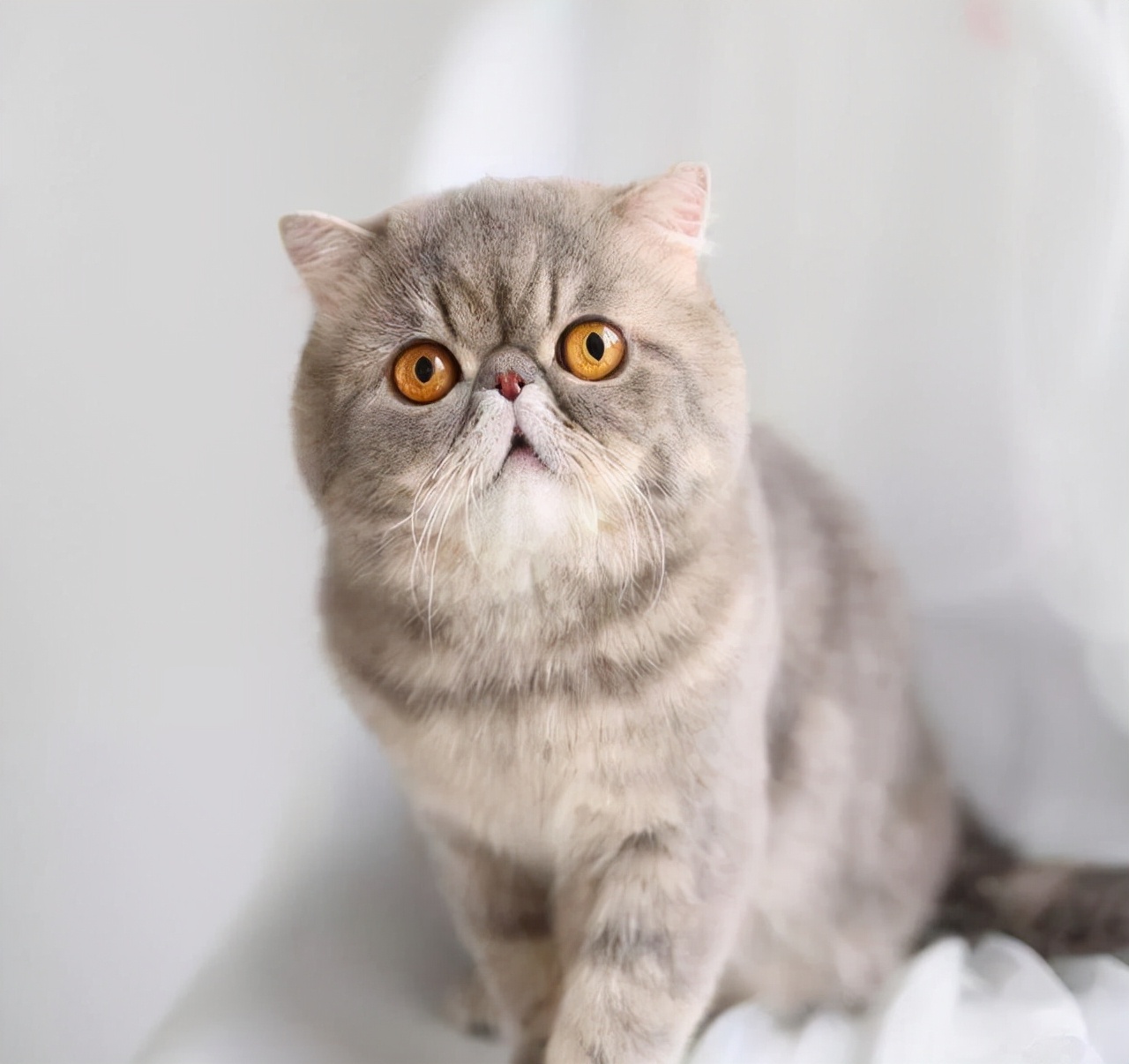 堪称“最懂事”的3种猫，养一只轻松又省心