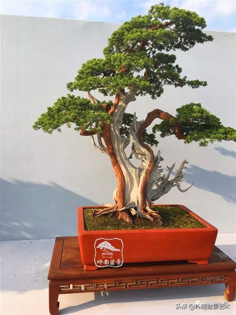 柏树盆景(柏树盆景放家里吉利吗)