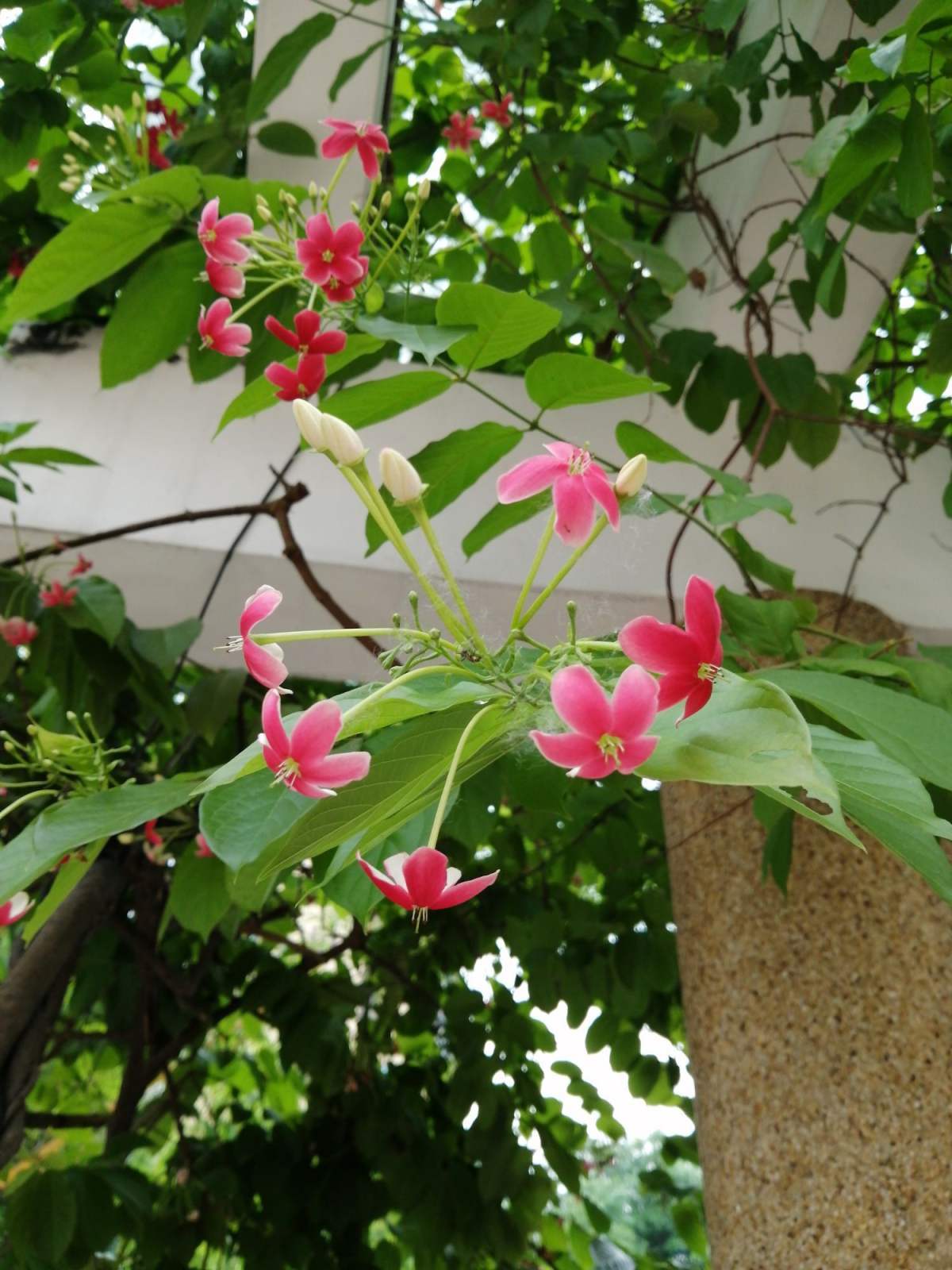 使君子图片(使君子花语和寓意)