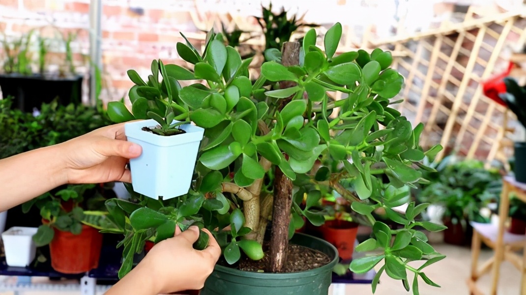 玉树什么时候修剪好(玉树适合什么时候修剪) - 泉兴百科