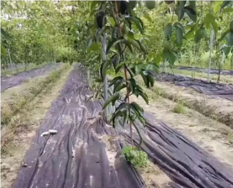 果园最有效的除草方法 杂草有什么办法彻底清除