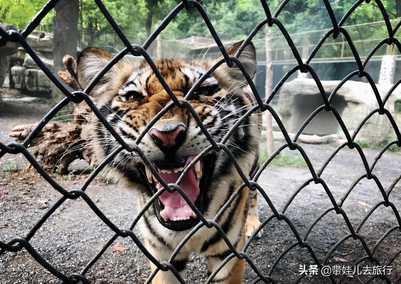 中国首座国家级野生动物园，上海必游5A级景区，休闲遛娃好去处
