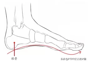 脚上各个部位名称(绘画| 脚部构造，正面、侧面、后面多角度绘制技法（建议收藏）)