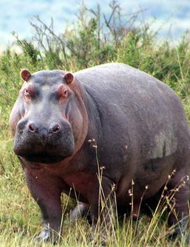 人造革是什么样子的（超全面珍稀皮革博览：33种罕见皮革材料图文集合）