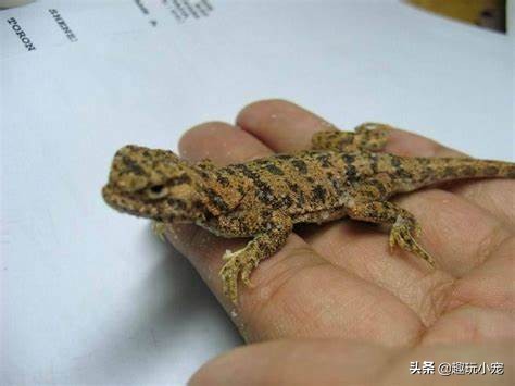 蜥蜴好养吗？宠物蜥蜴怎么养？小编教您如何选择与喂养宠物蜥蜴