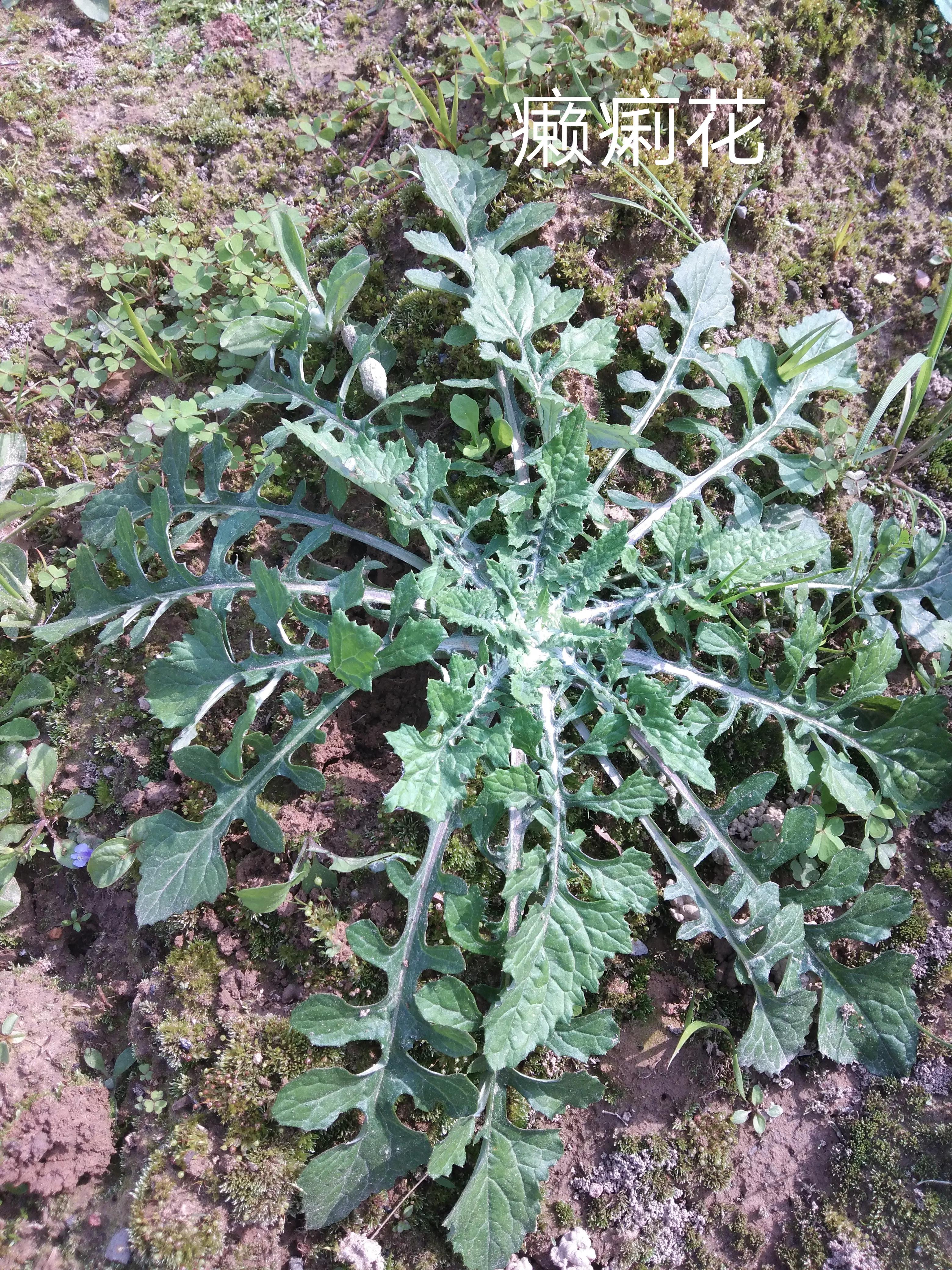 鼠曲草 ，野艾草，这些青团清明果用野菜 ，大家识别一下 。