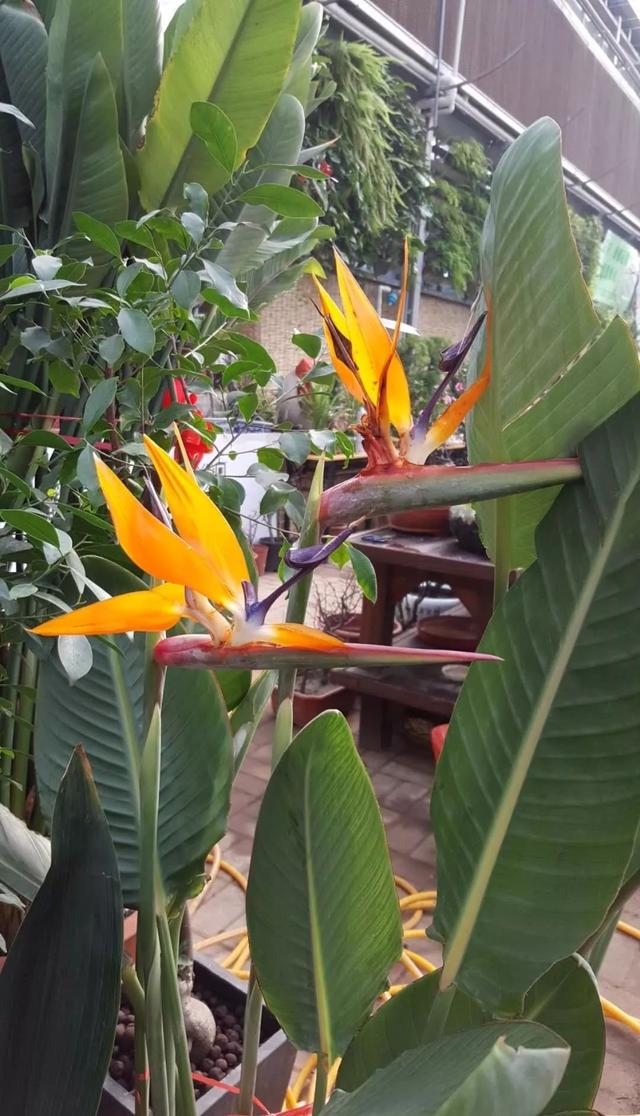 天堂鸟绿植怎么养,收好这4点养护经验,叶子直挺开花靓 - 井贤栋个人博