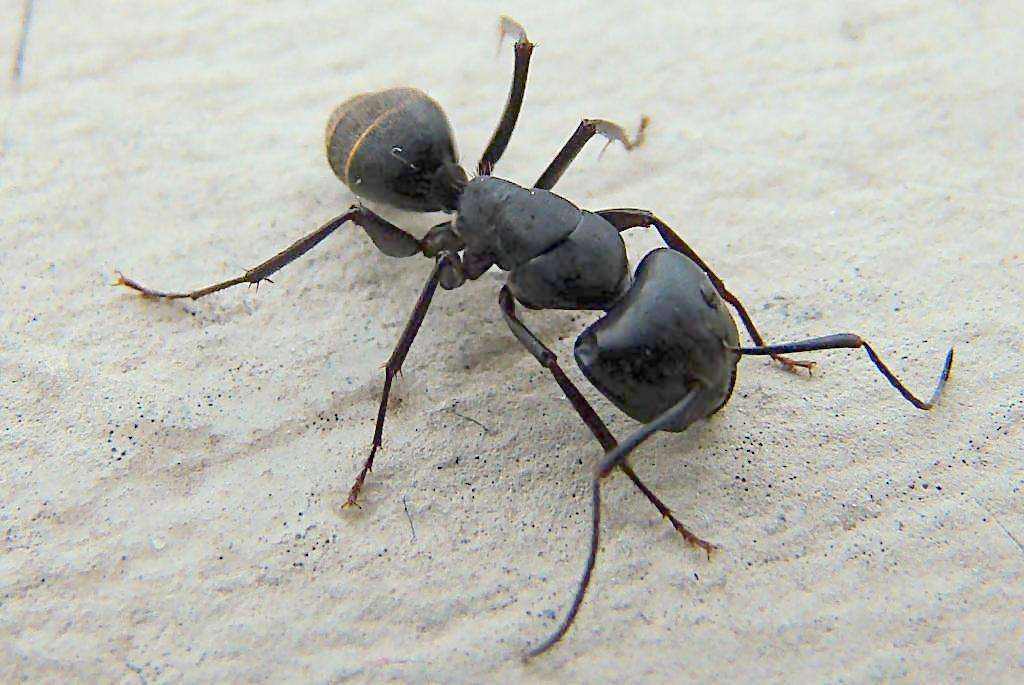 怎么杀蚂蚁（蚂蚁怕什么怎么样才能灭蚂蚁）-第3张图片