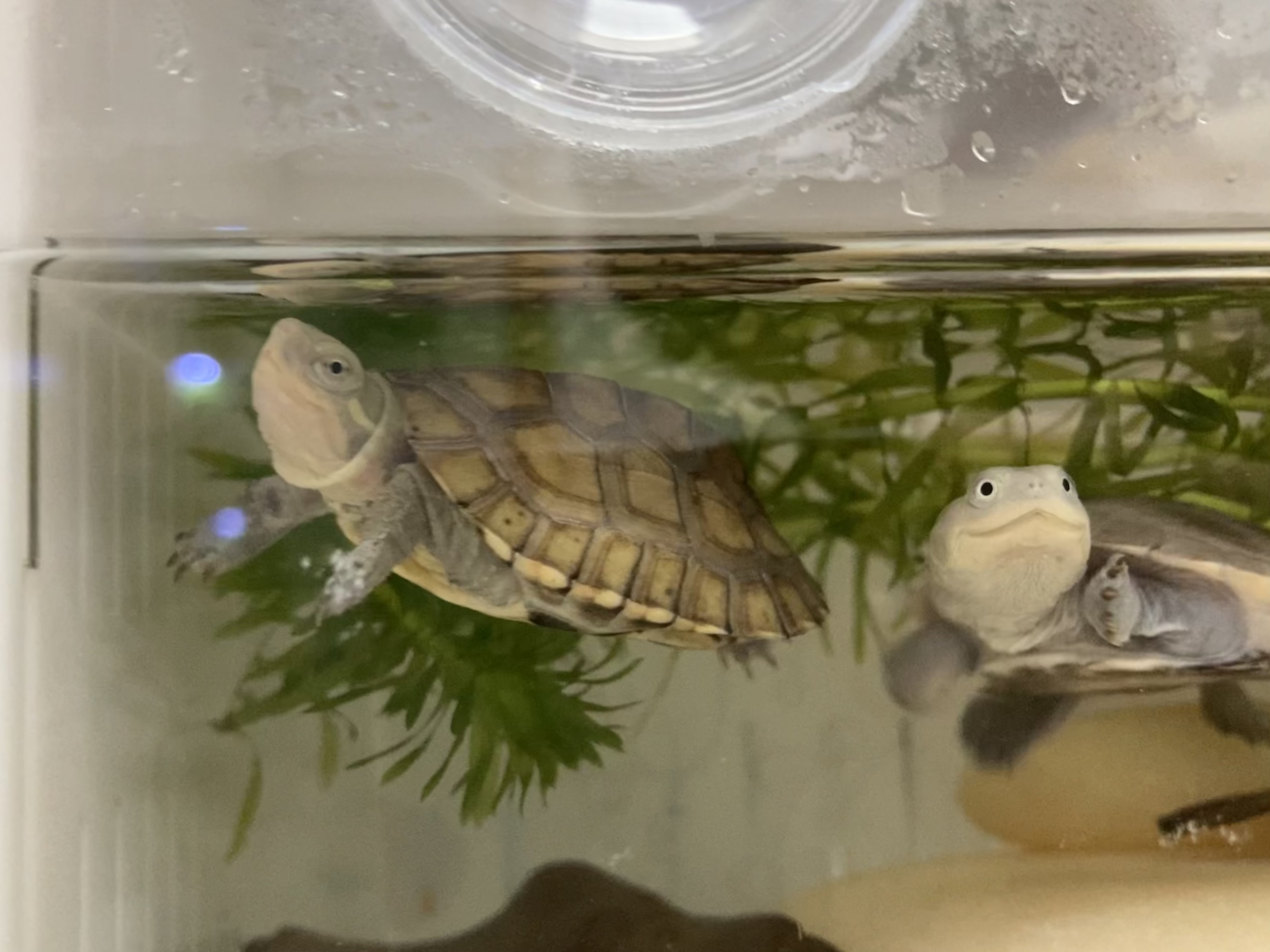 巴西龟幼龟冬天怎么养比较好「干货」 -骁龙网