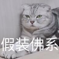 蒂姆嘟嘟tim猫品种(今天的猫猫也是元气满满呢)