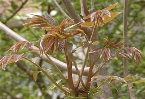 为啥农村庭院爱种植一棵香椿树，有啥寓意和用途呢？看完明白了