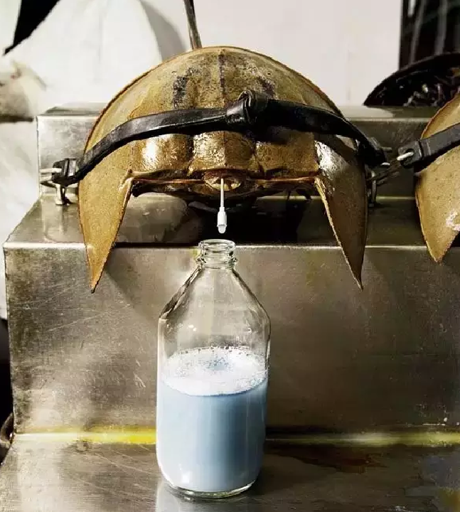 除了活得久鲎还有一个特殊之处:它血液是蓝色的