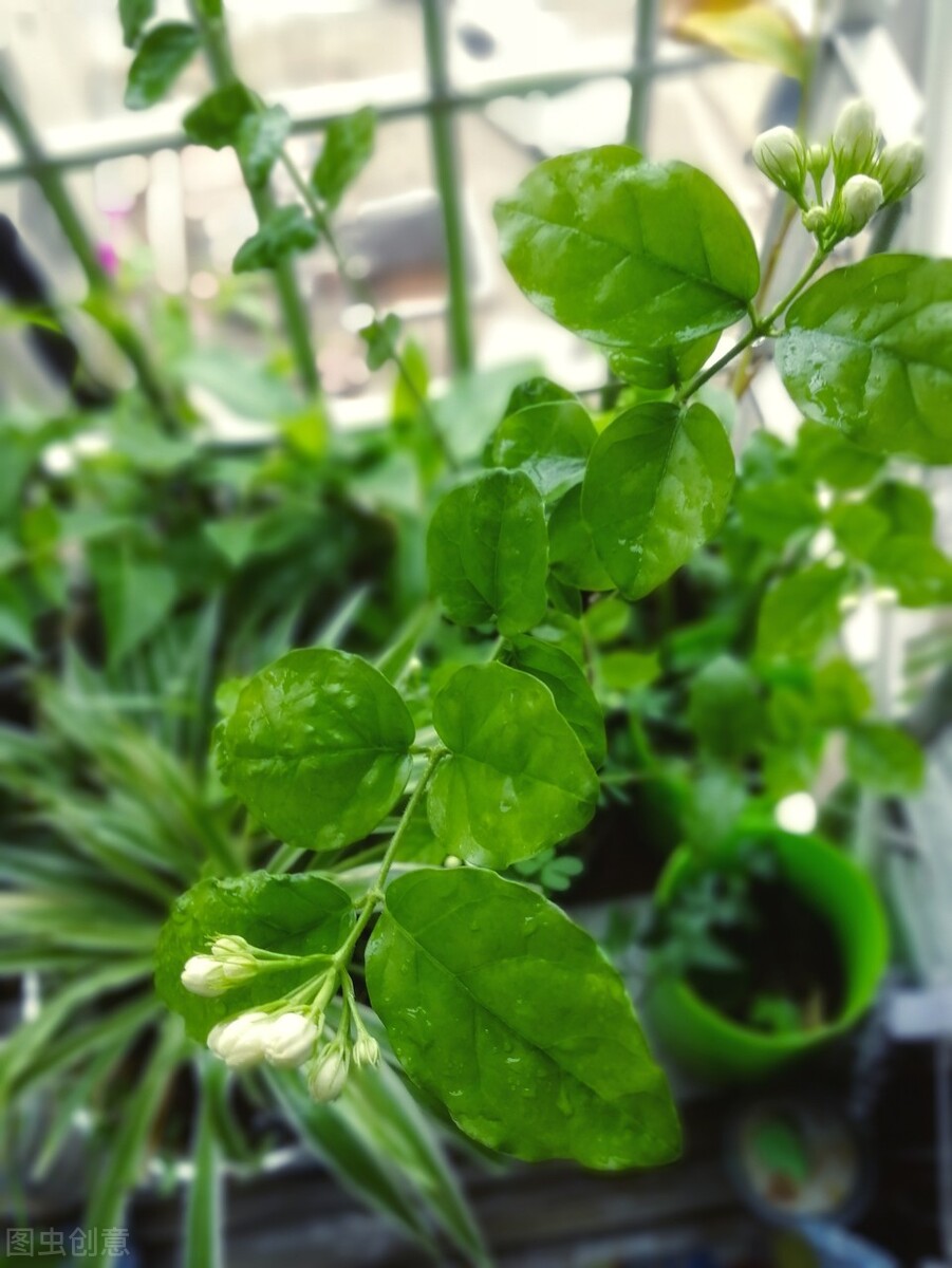 秋冬季节常见的10种反季节花,遇见了掉头就走,别交“智商税”