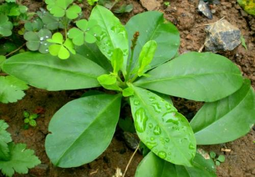 這野菜比花還好看,居然還是珍貴的土人參,農村人都在挖