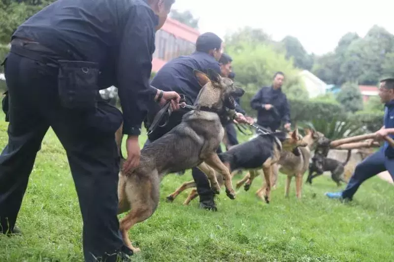 这是中国唯一的警犬品种!太帅了!
