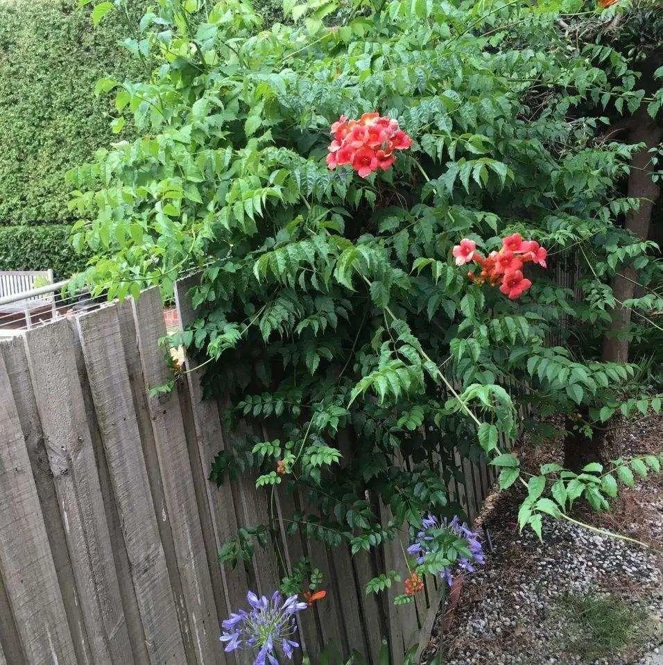 家里养棵爬藤花,防盗窗上养一棵,呼呼开花