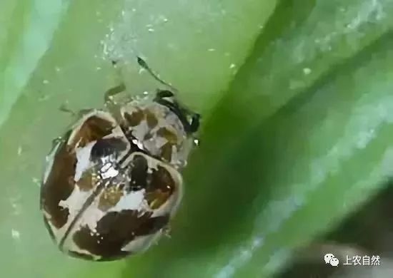 农田里的益虫大盘点