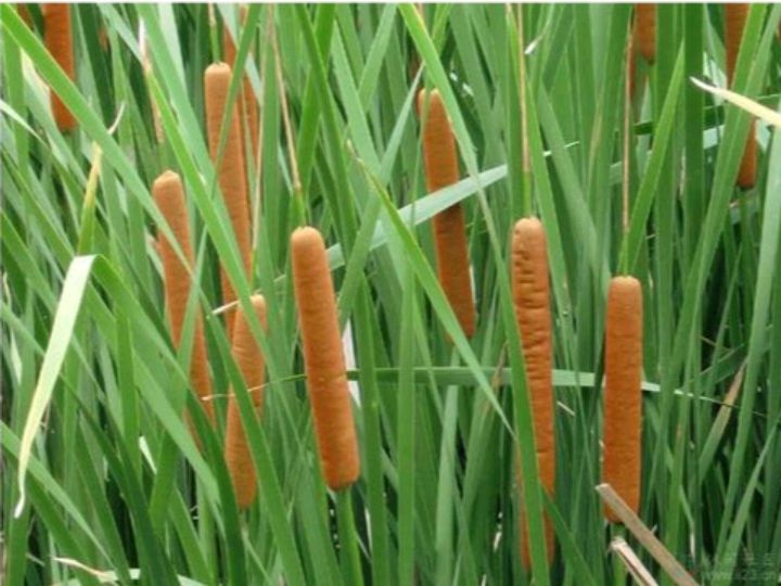 农村池塘边常见的"蒲棒"是怎样的植物,有啥用途?